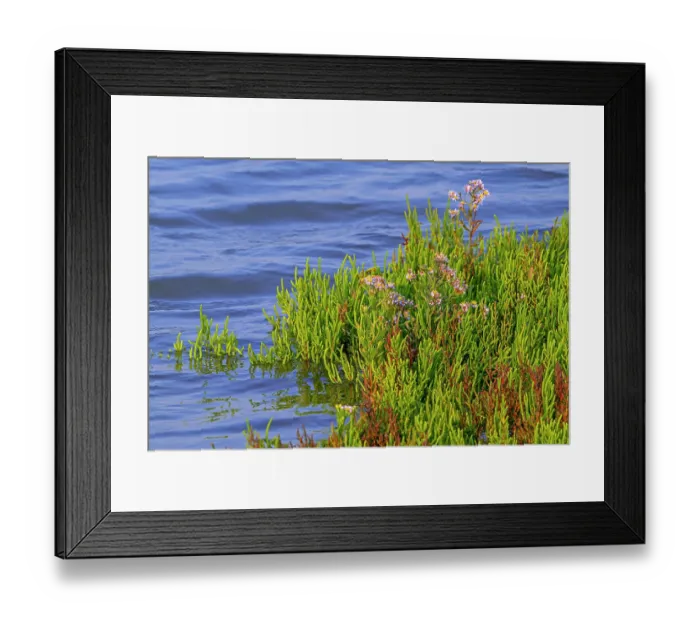 Framed Print : Marsh samphire (Salicornia europaea) and Sea aster (Tripolium pannonicum) in flower in saltmarsh in late summer, Zeeland, Netherlands. September Framed Print : Marsh samphire (Salicornia europaea) and Sea aster (Tripolium pannonicum) in flower in saltmarsh in late summer, Zeeland, Netherlands. September