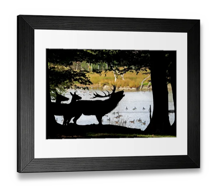 Framed Print : Red deer (Cervus elaphus) stag roaring on lake shore at edge of forest during the rut in autumn with two hinds close by, Parc Animalier de Sainte-Croix, France. October. Captive Framed Print : Red deer (Cervus elaphus) stag roaring on lake shore at edge of forest during the rut in autumn with two hinds close by, Parc Animalier de Sainte-Croix, France. October. Captive