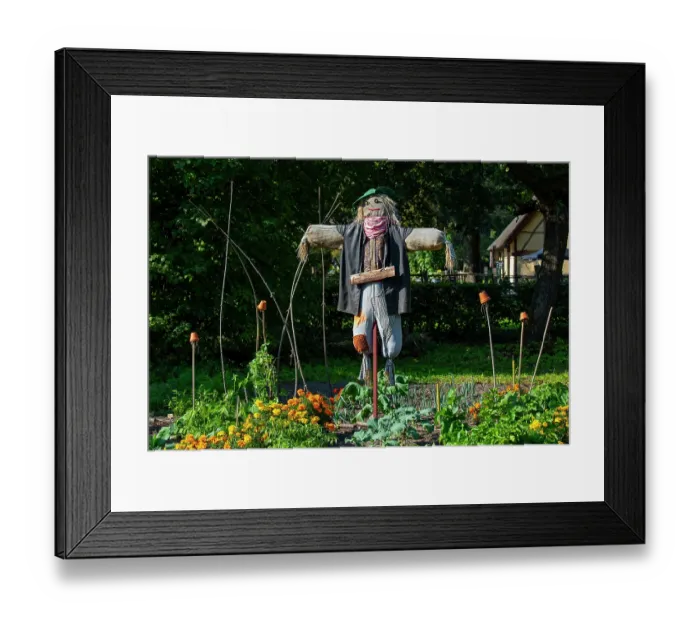 Framed Print : Scarecrow / bird scarer dressed in old clothes and placed in vegetable garden to deter birds from feeding on the vegetables Framed Print : Scarecrow / bird scarer dressed in old clothes and placed in vegetable garden to deter birds from feeding on the vegetables