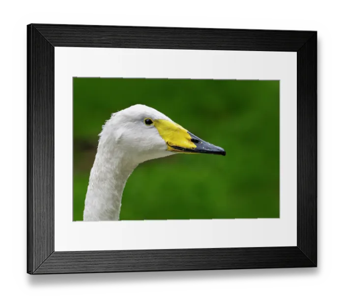 Framed Print : Whooper swan (Cygnus cygnus) head portrait, France. October. Captive Framed Print : Whooper swan (Cygnus cygnus) head portrait, France. October. Captive