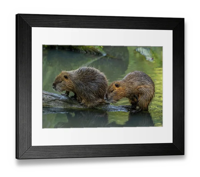 Framed Print : Two Nutrias (Myocastor coypus) resting on fallen tree trunk in pond, France. October. Captive, occurs in South America Framed Print : Two Nutrias (Myocastor coypus) resting on fallen tree trunk in pond, France. October. Captive, occurs in South America