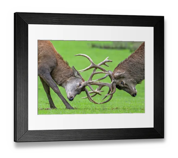Framed Print : Two Red deer (Cervus elaphus) stags fighting during the rut in autumn, Parc Animalier de Sainte-Croix, France. October. Captive