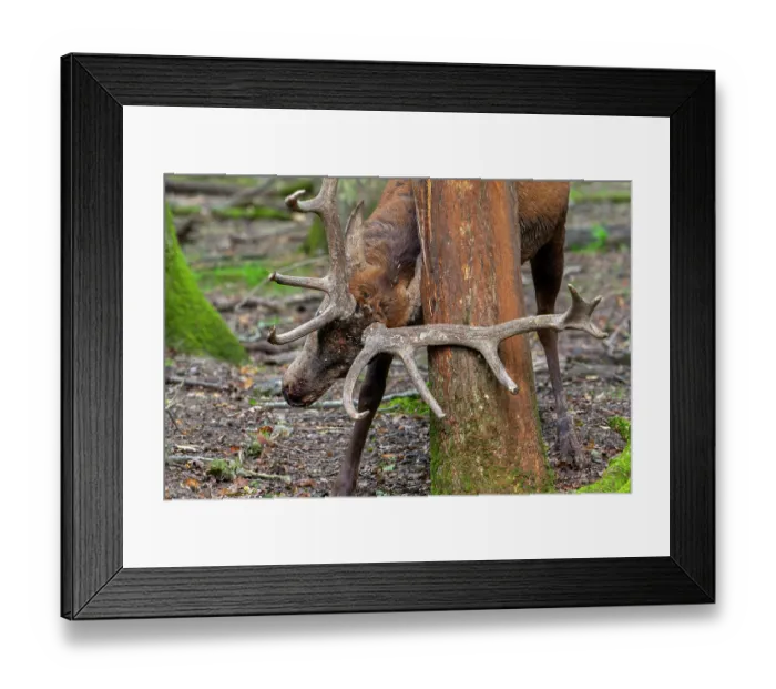 Framed Print : Red deer (Cervus elaphus) stag rubbing its antlers against a tree trunk, demarcating its territory in forest, Parc Animalier de Sainte-Croix, France. October. Captive Framed Print : Red deer (Cervus elaphus) stag rubbing its antlers against a tree trunk, demarcating its territory in forest, Parc Animalier de Sainte-Croix, France. October. Captive