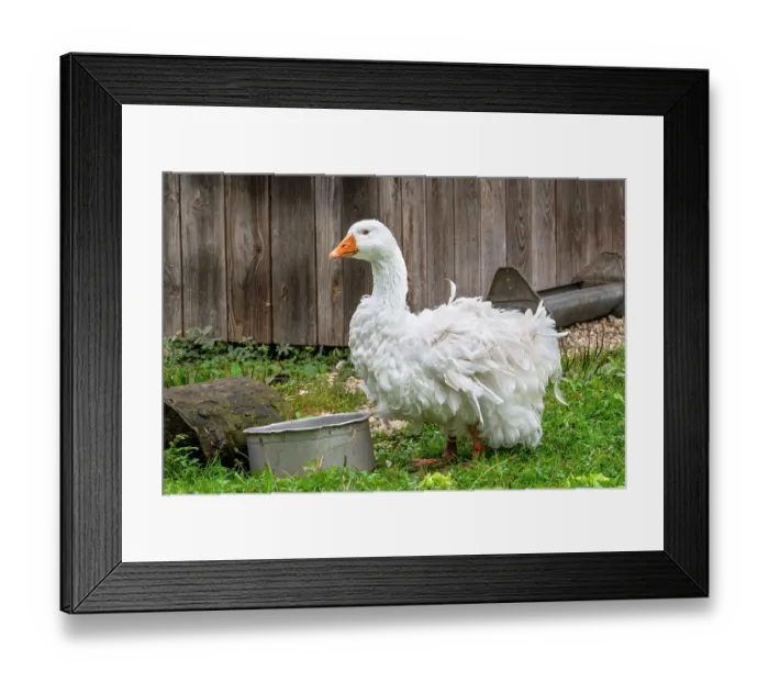 Framed Print : Sebastopol goose, breed of medium-sized domestic goose with long, white curly feathers, portrait, Europe. October Framed Print : Sebastopol goose, breed of medium-sized domestic goose with long, white curly feathers, portrait, Europe. October