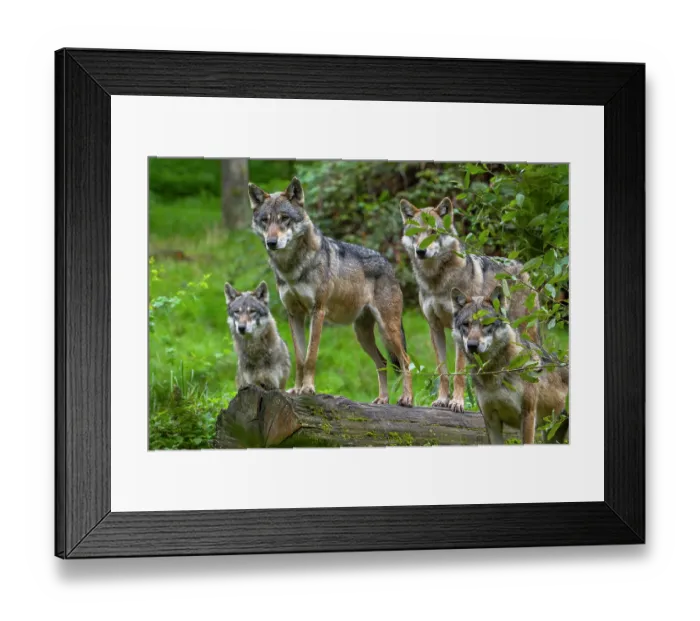 Framed Print : Four Eurasian wolves (Canis lupus lupus) hunting in woodland, Parc Animalier de Sainte-Croix, France. October. Captive Framed Print : Four Eurasian wolves (Canis lupus lupus) hunting in woodland, Parc Animalier de Sainte-Croix, France. October. Captive