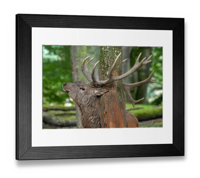 Framed Print : Red deer (Cervus elaphus) stag rubbing its antlers against a tree trunk, demarcating its territory in forest, Parc Animalier de Sainte-Croix, France. October. Captive Framed Print : Red deer (Cervus elaphus) stag rubbing its antlers against a tree trunk, demarcating its territory in forest, Parc Animalier de Sainte-Croix, France. October. Captive