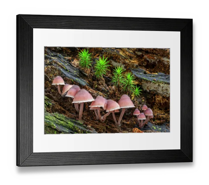 Framed Print : Bleeding fairy helmets (Mycena haematopus) growing on rotten tree trunk in autumn, Belgium. October Framed Print : Bleeding fairy helmets (Mycena haematopus) growing on rotten tree trunk in autumn, Belgium. October