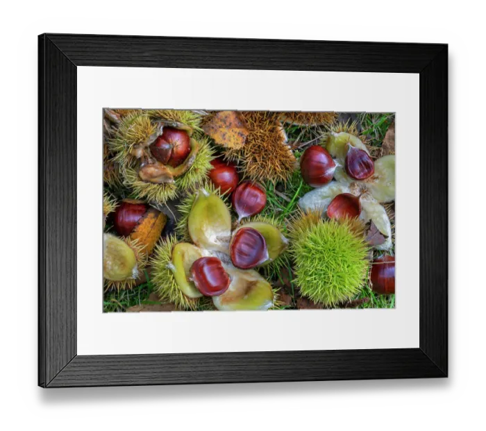 Framed Print : Sweet chestnut (Castanea sativa) close-up of fallen spiny cupules and brown nuts in woodland in autumn, Belgium. October Framed Print : Sweet chestnut (Castanea sativa) close-up of fallen spiny cupules and brown nuts in woodland in autumn, Belgium. October