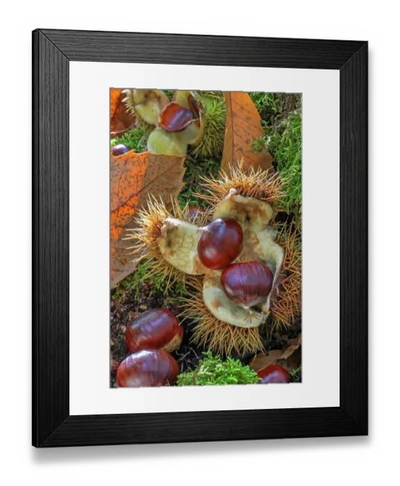 Framed Print : Sweet chestnut (Castanea sativa) close-up of fallen spiny cupules and brown nuts in woodland in autumn, Belgium. October Framed Print : Sweet chestnut (Castanea sativa) close-up of fallen spiny cupules and brown nuts in woodland in autumn, Belgium. October