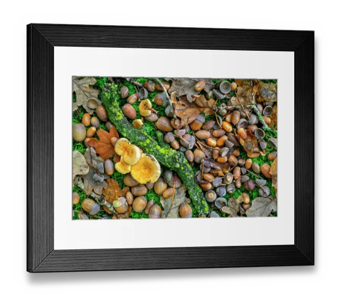 Framed Print : Pedunculate oak (Quercus robur) close-up of fallen acorns / nuts under tree during good mast year in autumn woodland, Belgium. October Framed Print : Pedunculate oak (Quercus robur) close-up of fallen acorns / nuts under tree during good mast year in autumn woodland, Belgium. October