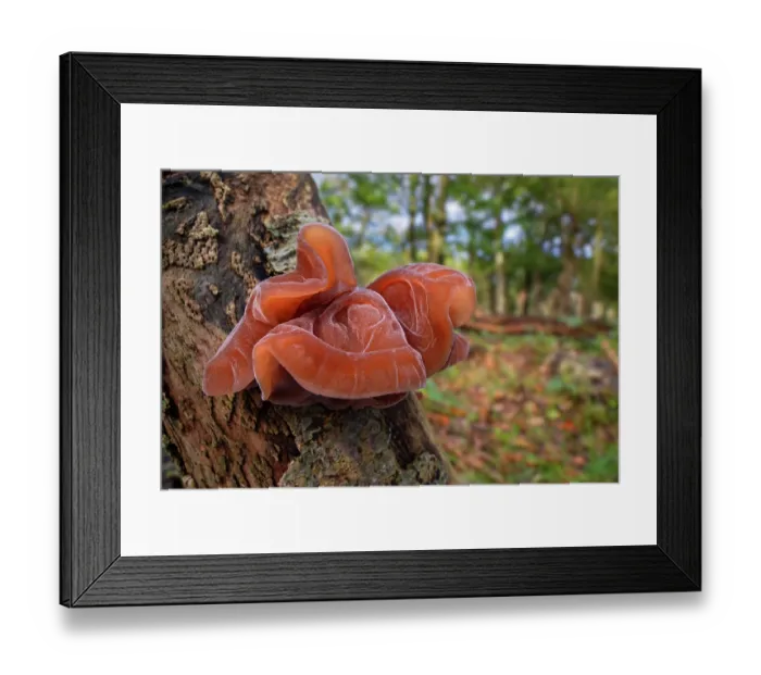 Framed Print : Jelly ear fungus (Auricularia auricula-judae) fruit body on tree stump in forest in autumn, Belgium. October Framed Print : Jelly ear fungus (Auricularia auricula-judae) fruit body on tree stump in forest in autumn, Belgium. October