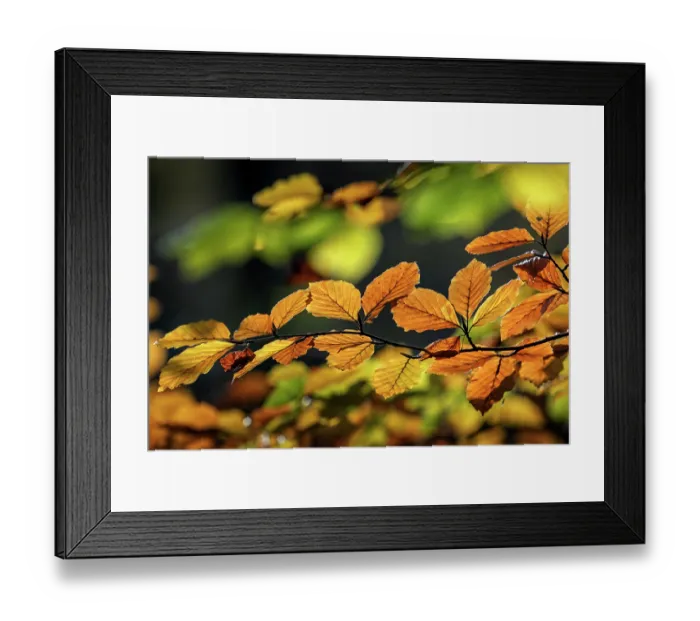 Framed Print : European beech tree (Fagus sylvatica) autumn foliage in sunlight, Belgium. November Framed Print : European beech tree (Fagus sylvatica) autumn foliage in sunlight, Belgium. November