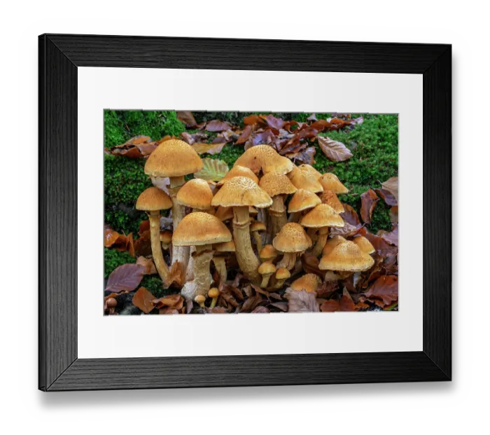 Framed Print : Spectacular rustgill (Gymnopilus junonius) cluster of mushrooms on base of tree trunk in autumn, Belgium. October Framed Print : Spectacular rustgill (Gymnopilus junonius) cluster of mushrooms on base of tree trunk in autumn, Belgium. October