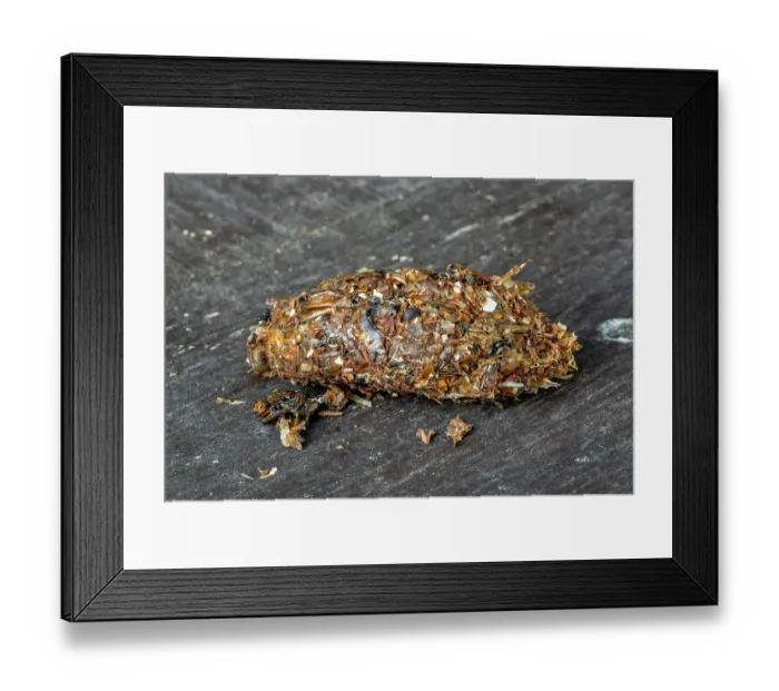Framed Print : Regurgitated pellet of Carrion crow (Corvus corone) close-up showing remains of insects and invertebrates, Zeeland, Netherlands. November Framed Print : Regurgitated pellet of Carrion crow (Corvus corone) close-up showing remains of insects and invertebrates, Zeeland, Netherlands. November