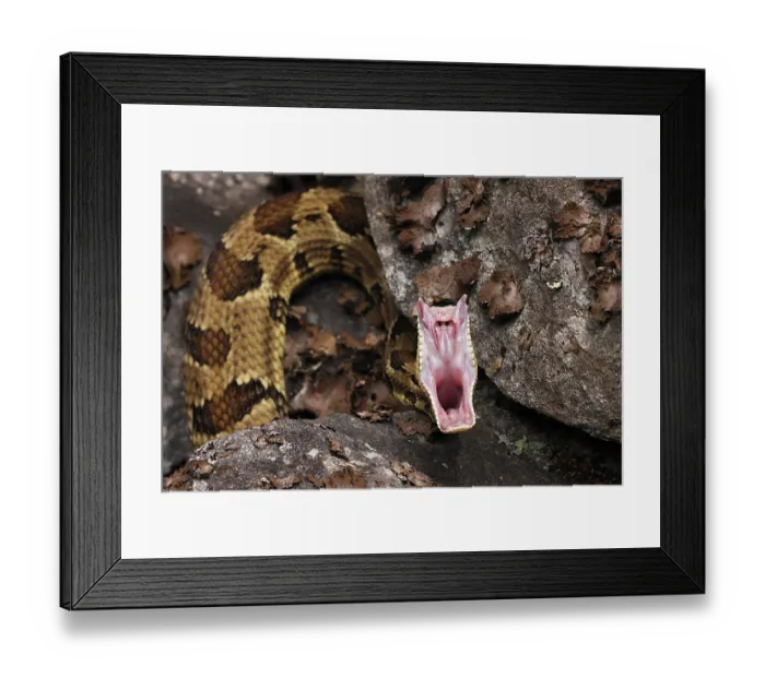 Framed Print : Timber rattlesnake (Crotalus horridus) stretching mouth after feeding, Maryland, USA. July Framed Print : Timber rattlesnake (Crotalus horridus) stretching mouth after feeding, Maryland, USA. July