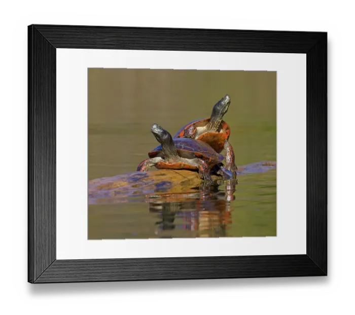 Framed Print : Two Red-bellied turtles (Pseudemys rubriventris) basking on log in water, Maryland, USA. October Framed Print : Two Red-bellied turtles (Pseudemys rubriventris) basking on log in water, Maryland, USA. October