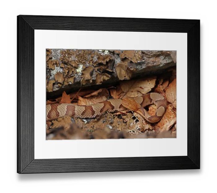Framed Print : Northern copperhead (Agkistrodon contortrix mokasen) basking, camouflaged among dried leaves, Maryland, USA. July Framed Print : Northern copperhead (Agkistrodon contortrix mokasen) basking, camouflaged among dried leaves, Maryland, USA. July
