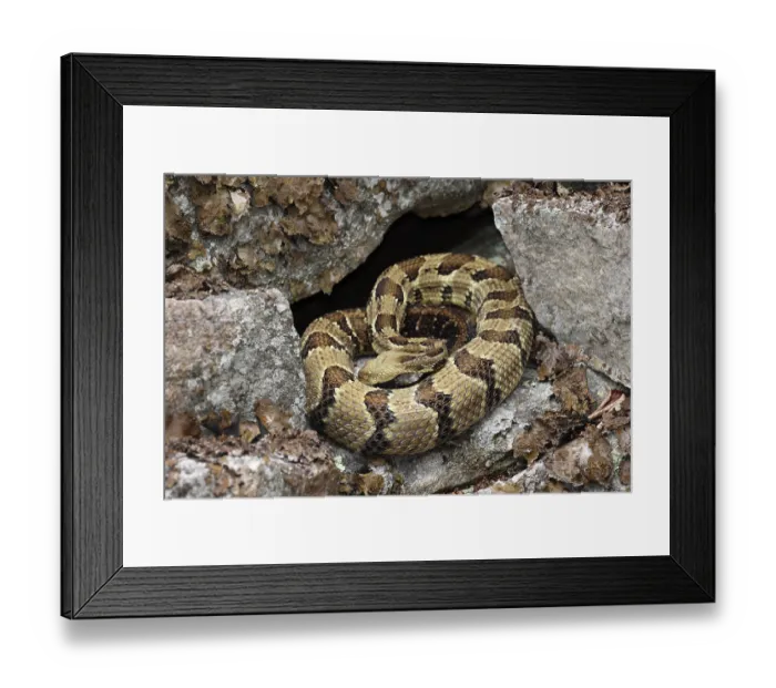 Framed Print : Timber rattlesnake (Crotalus horridus) drinking water off its scales, Maryland, USA. July Framed Print : Timber rattlesnake (Crotalus horridus) drinking water off its scales, Maryland, USA. July