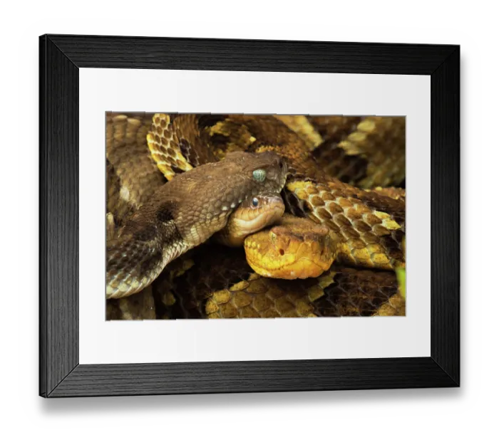 Framed Print : Timber rattlesnake (Crotalus horridus) pregnant females at rookery with pregnant Garter snake (Thamnophis sirtalis), Maryland, USA. July Framed Print : Timber rattlesnake (Crotalus horridus) pregnant females at rookery with pregnant Garter snake (Thamnophis sirtalis), Maryland, USA. July