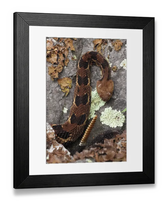 Framed Print : Timber rattlesnake (Crotalus horridus) pregnant female at rookery, Maryland, USA. September Framed Print : Timber rattlesnake (Crotalus horridus) pregnant female at rookery, Maryland, USA. September