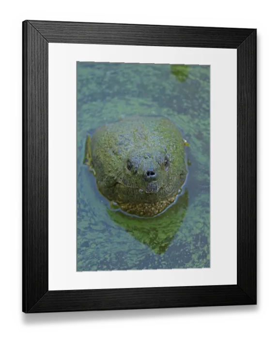 Framed Print : Snapping turtle (Chelydra serpentina) submerged in water with blue green algal bloom (Woronichinia naegeliana) - Microcystin produced is toxic to wildlife and humans, Maryland Framed Print : Snapping turtle (Chelydra serpentina) submerged in water with blue green algal bloom (Woronichinia naegeliana) - Microcystin produced is toxic to wildlife and humans, Maryland