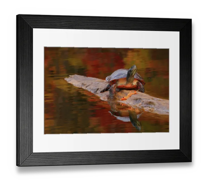 Framed Print : Red-bellied turtle (Pseudemys rubriventris) basking on log in pond, Maryland, USA. October Framed Print : Red-bellied turtle (Pseudemys rubriventris) basking on log in pond, Maryland, USA. October
