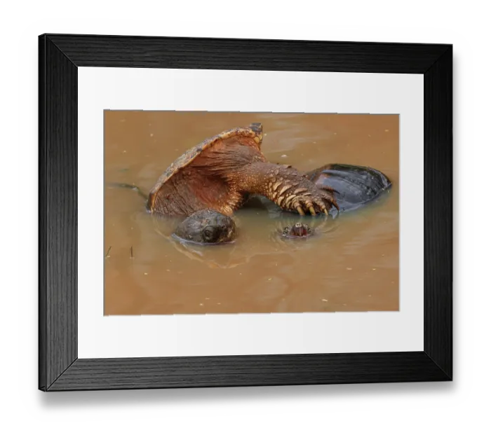 Framed Print : Snapping turtles (Chelydra serpentina) pair mating in shallow water, Maryland, USA. April