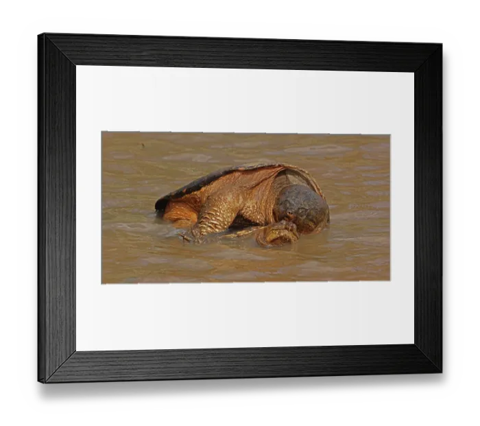 Framed Print : Snapping turtles (Chelydra serpentina) pair mating in shallow water, Maryland, USA. April Framed Print : Snapping turtles (Chelydra serpentina) pair mating in shallow water, Maryland, USA. April