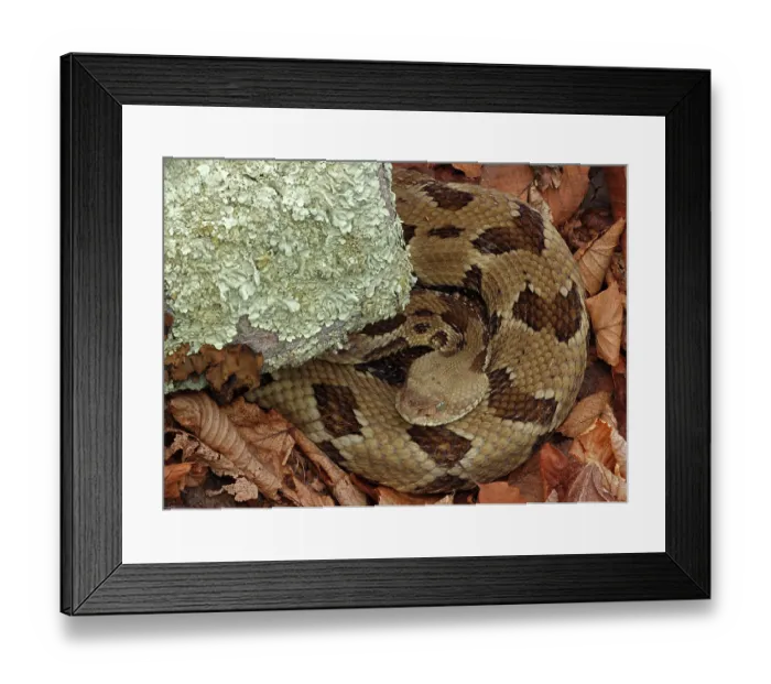 Framed Print : Timber rattlesnake (Crotalus horridus) resting at rookery, Maryland, USA. April Framed Print : Timber rattlesnake (Crotalus horridus) resting at rookery, Maryland, USA. April