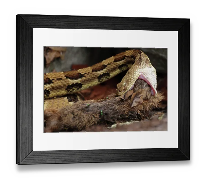 Framed Print : Timber rattlesnake (Crotalus horridus) swallowing Eastern cottontail (Sylvilagus floridanus) prey, Maryland, USA. July Framed Print : Timber rattlesnake (Crotalus horridus) swallowing Eastern cottontail (Sylvilagus floridanus) prey, Maryland, USA. July