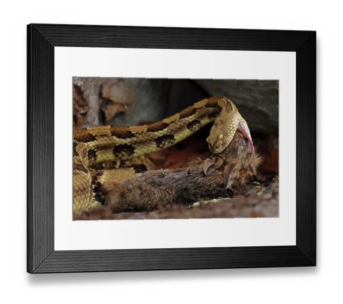 Framed Print : Timber rattlesnake (Crotalus horridus) swallowing Eastern cottontail (Sylvilagus floridanus) prey, Maryland, USA. July Framed Print : Timber rattlesnake (Crotalus horridus) swallowing Eastern cottontail (Sylvilagus floridanus) prey, Maryland, USA. July