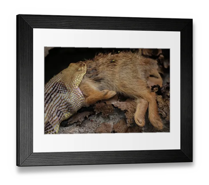 Framed Print : Timber rattlesnake (Crotalus horridus) swallowing Eastern cottontail (Sylvilagus floridanus) prey, Maryland, USA. July Framed Print : Timber rattlesnake (Crotalus horridus) swallowing Eastern cottontail (Sylvilagus floridanus) prey, Maryland, USA. July