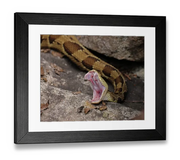 Framed Print : Timber rattlesnake (Crotalus horridus) stretching mouth after feeding, Maryland, USA. July Framed Print : Timber rattlesnake (Crotalus horridus) stretching mouth after feeding, Maryland, USA. July