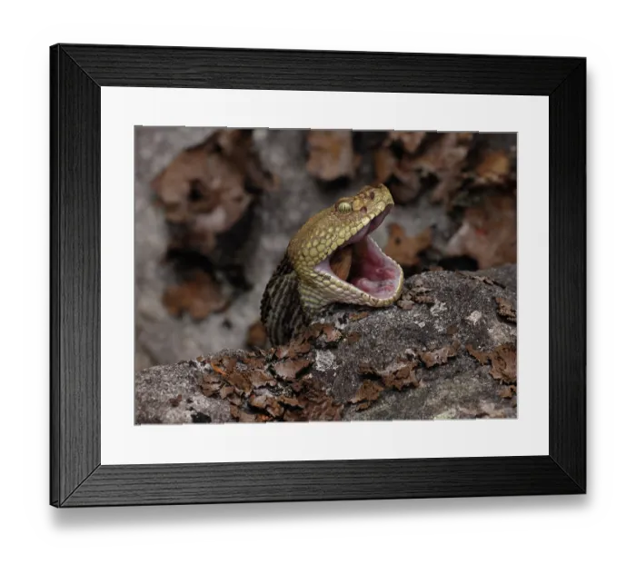 Framed Print : Timber rattlesnake (Crotalus horridus) swallowing Eastern cottontail (Sylvilagus floridanus) prey, Maryland, USA. July Framed Print : Timber rattlesnake (Crotalus horridus) swallowing Eastern cottontail (Sylvilagus floridanus) prey, Maryland, USA. July