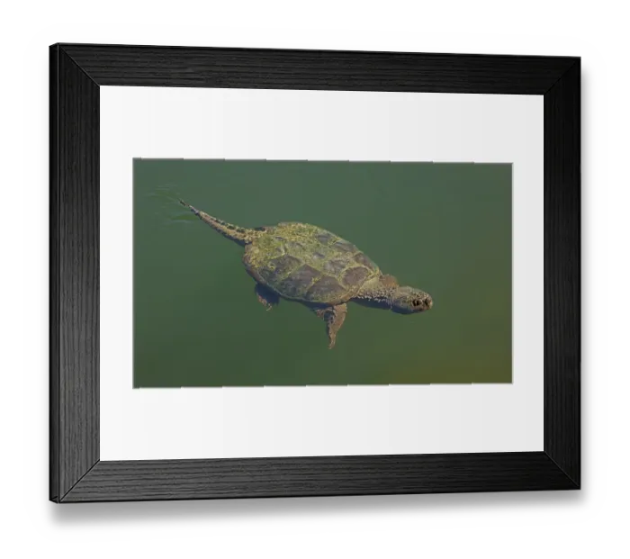 Framed Print : Snapping turtle (Chelydra serpentina) swimming, Maryland, USA. September Framed Print : Snapping turtle (Chelydra serpentina) swimming, Maryland, USA. September