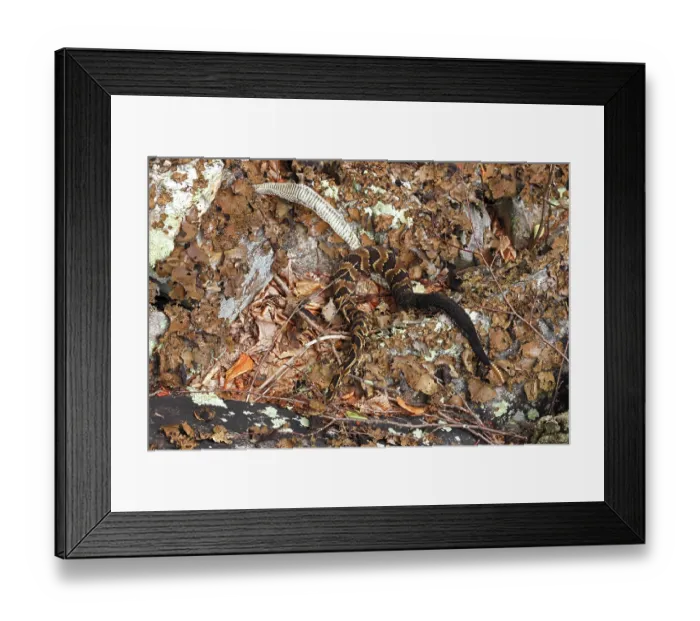 Framed Print : Timber rattlesnake (Crotalus horridus) shedding skin at rookery, Maryland, USA. August Framed Print : Timber rattlesnake (Crotalus horridus) shedding skin at rookery, Maryland, USA. August