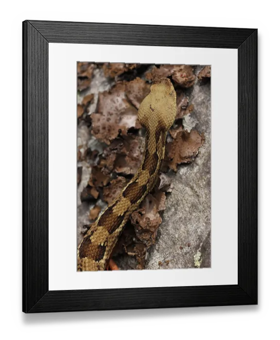 Framed Print : Timber rattlesnake (Crotalus horridus) at rookery, Maryland, USA. July Framed Print : Timber rattlesnake (Crotalus horridus) at rookery, Maryland, USA. July