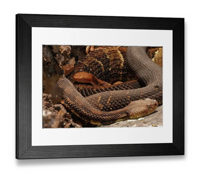 Framed Print : Timber rattlesnake (Crotalus horridus) resting with Eastern copperhead (Agkistrodon contortrix), Maryland, USA. July Framed Print : Timber rattlesnake (Crotalus horridus) resting with Eastern copperhead (Agkistrodon contortrix), Maryland, USA. July