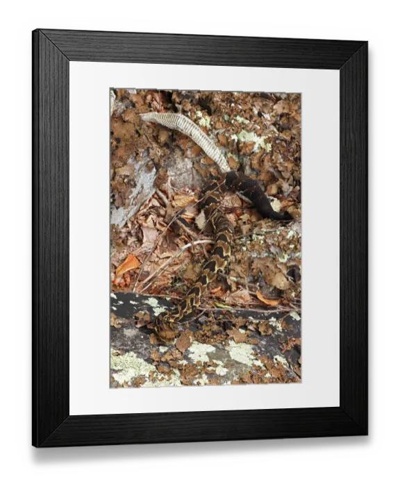 Framed Print : Timber rattlesnake (Crotalus horridus) shedding skin at rookery, Maryland, USA. August Framed Print : Timber rattlesnake (Crotalus horridus) shedding skin at rookery, Maryland, USA. August