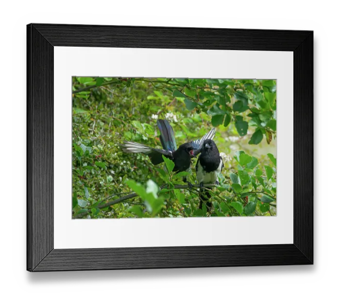 Framed Print : Two Eurasian magpie (Pica pica) juveniles perched on a branch, one begging its sibling for food, Northumberland, England, UK. July Framed Print : Two Eurasian magpie (Pica pica) juveniles perched on a branch, one begging its sibling for food, Northumberland, England, UK. July