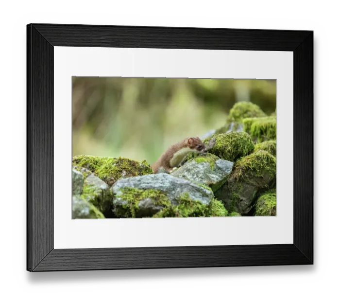 Framed Print : Stoat (Mustela erminea) female, climbing over moss-covered dry stone wall, near Hawes, North Yorkshire, England, UK. December Framed Print : Stoat (Mustela erminea) female, climbing over moss-covered dry stone wall, near Hawes, North Yorkshire, England, UK. December