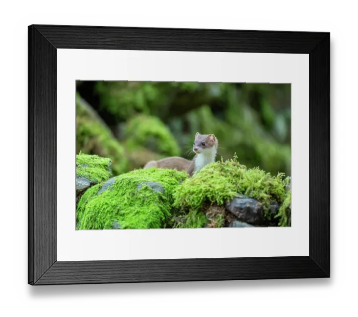 Framed Print : Stoat (Mustela erminea) female, climbing over moss-covered dry stone wall, near Hawes, North Yorkshire, England, UK. December Framed Print : Stoat (Mustela erminea) female, climbing over moss-covered dry stone wall, near Hawes, North Yorkshire, England, UK. December