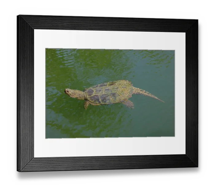 Framed Print : Snapping turtle (Chelydra serpentina) swimming, Maryland, USA. September Framed Print : Snapping turtle (Chelydra serpentina) swimming, Maryland, USA. September