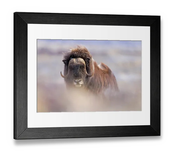 Framed Print : Musk ox (Ovibos moschatus) portrait, Greenland. May Framed Print : Musk ox (Ovibos moschatus) portrait, Greenland. May