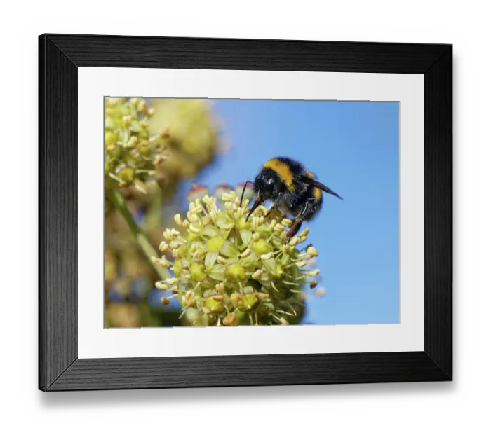 Framed Print : Buff-tailed bumblebee (Bombus terrestris) nectaring on Ivy flowers (Hedera helix) in a hedge, Wiltshire, England, UK. October Framed Print : Buff-tailed bumblebee (Bombus terrestris) nectaring on Ivy flowers (Hedera helix) in a hedge, Wiltshire, England, UK. October