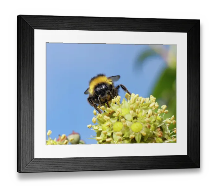 Framed Print : Buff-tailed bumblebee (Bombus terrestris) nectaring on Ivy flowers (Hedera helix) in a hedge, Wiltshire, England, UK. October Framed Print : Buff-tailed bumblebee (Bombus terrestris) nectaring on Ivy flowers (Hedera helix) in a hedge, Wiltshire, England, UK. October
