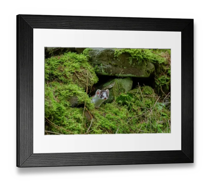 Framed Print : Stoat (Mustela erminea) female, peering out from moss-covered dry stone wall, near Hawes, North Yorkshire, England, UK. December Framed Print : Stoat (Mustela erminea) female, peering out from moss-covered dry stone wall, near Hawes, North Yorkshire, England, UK. December