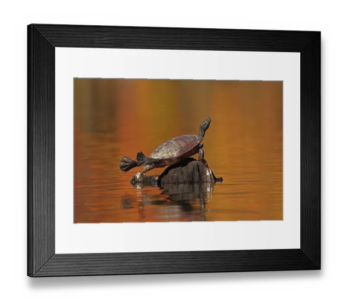 Framed Print : Red-bellied turtle (Pseudemys rubriventris) basking with autumn colours reflecting on water, Maryland, USA. October Framed Print : Red-bellied turtle (Pseudemys rubriventris) basking with autumn colours reflecting on water, Maryland, USA. October
