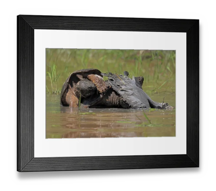 Framed Print : Two Snapping turtles (Chelydra serpentina) feeding on Great blue heron (Ardea herodias) carcass, one turtle chasing the other off, Maryland, USA. May Framed Print : Two Snapping turtles (Chelydra serpentina) feeding on Great blue heron (Ardea herodias) carcass, one turtle chasing the other off, Maryland, USA. May