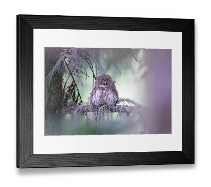 Framed Print : Little owl (Athene noctua) perched on branch, France. June Framed Print : Little owl (Athene noctua) perched on branch, France. June